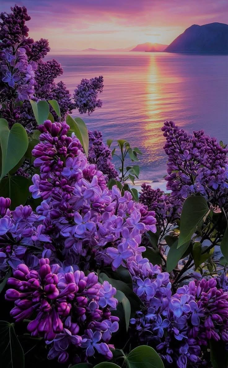 livewirelois's tweet photo. Goodnight 🌕 💐💜💐💜💐💜💐💜💐💜💐💛💐💜V💛R💜💐💛💐💜💐💛💜💐🌿💜💐🌿💜💐🌿💜 https://t.co/qef0EJGsez