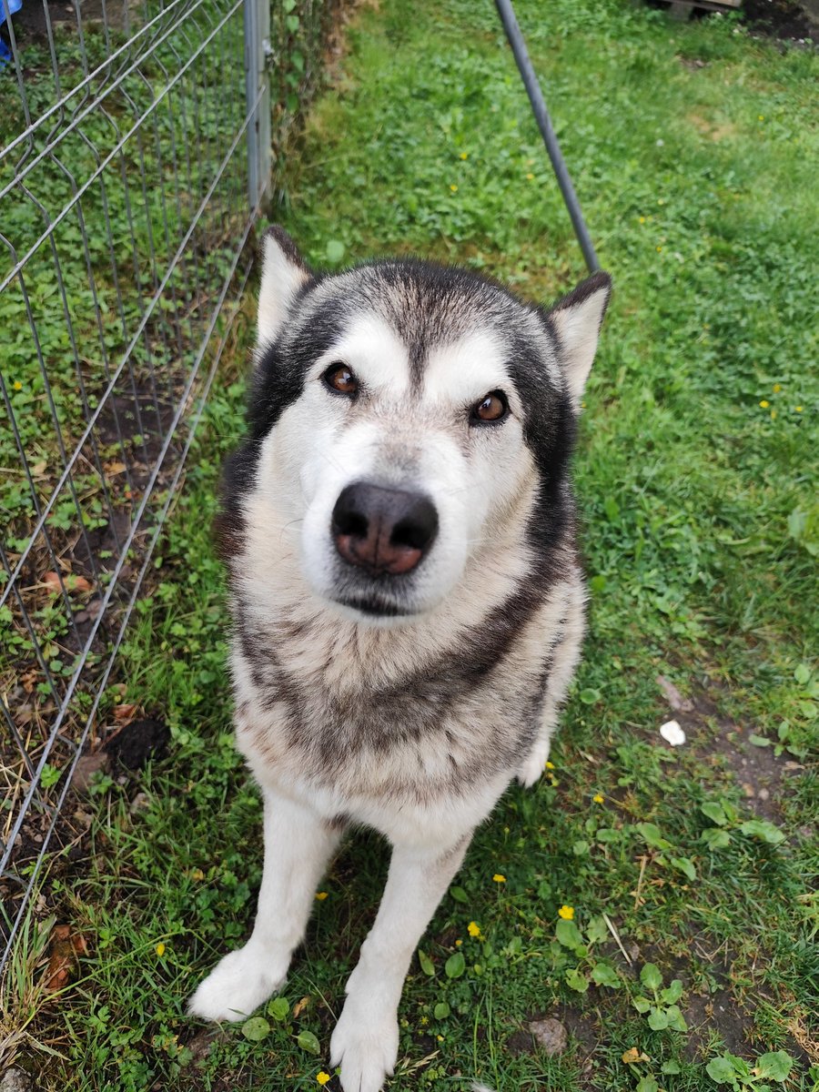 cardynox's tweet photo. Hey my lil champs !!
Hope you are all doing great, next week I'll be in a little break from work

So I'll try to stream !!

Here have a pic of my fluffy boi because you love him

Have a great Friday and amazing week end soon 💙 ✨ https://t.co/eYhXyxygYf