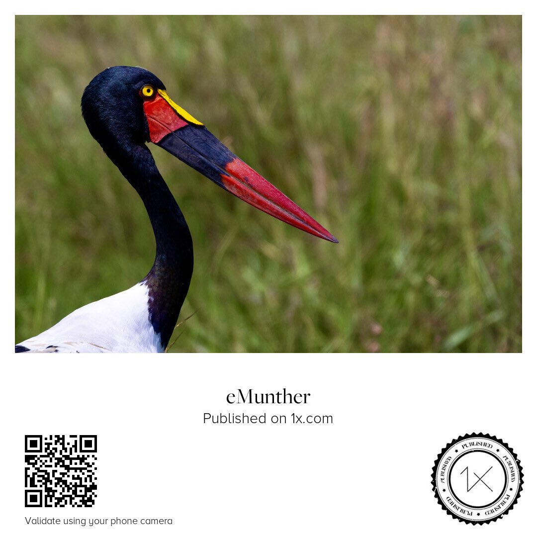anEMDN_com's tweet photo. Saddle-billed Stork أبو ميه، نوع لقلق

https://t.co/9adMhIHuxE

https://t.co/No7pBdzRFz

#Print #Download #Wildlife #Stork #Safari https://t.co/rreYKESXgA