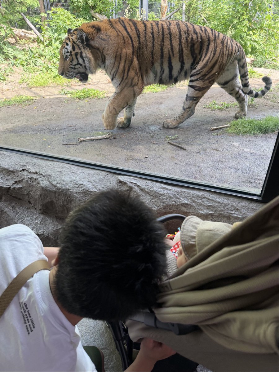 tikudenjp's tweet photo. 家族で丸山動物園へ。
娘は初めての動物園。私もおよそ30年ぶり。
迫力があってとても楽しかった！ https://t.co/Tsk5mpDrby
