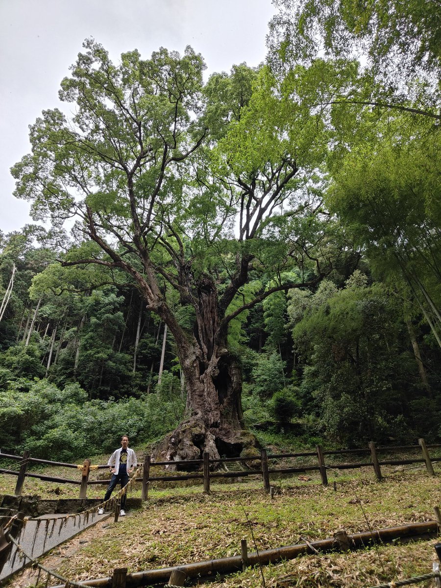 hiro11221122's tweet photo. 武雄神社・武雄の大楠

全国巨木ランキング第7位 樹齢3,000年以上 https://t.co/JQzqi9Z7kj