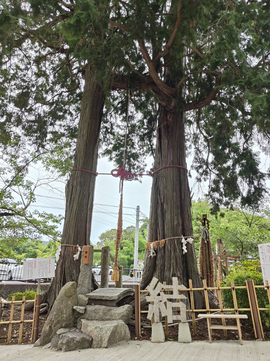 hiro11221122's tweet photo. 武雄神社・武雄の大楠

全国巨木ランキング第7位 樹齢3,000年以上 https://t.co/JQzqi9Z7kj