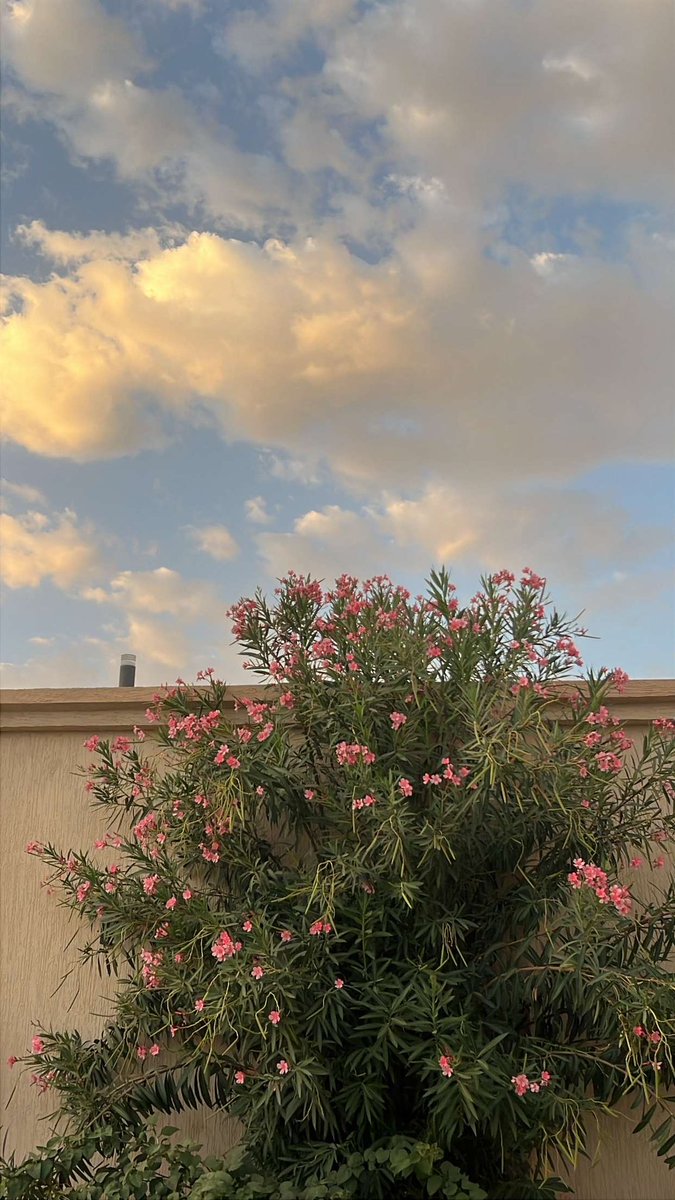 _MYO9's tweet photo. صباحُ الخير يا حُلْوَ المُحَيّا
   رَآك القلبُ مُشتاقاً فَحَيّا https://t.co/UwfwRX1EFO