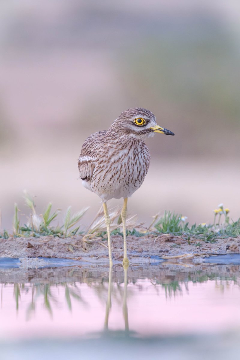 AguaitdelSeia's tweet photo. Torlit / Alcaraván / Eurasian stone-curlew https://t.co/06uqmnVRPi