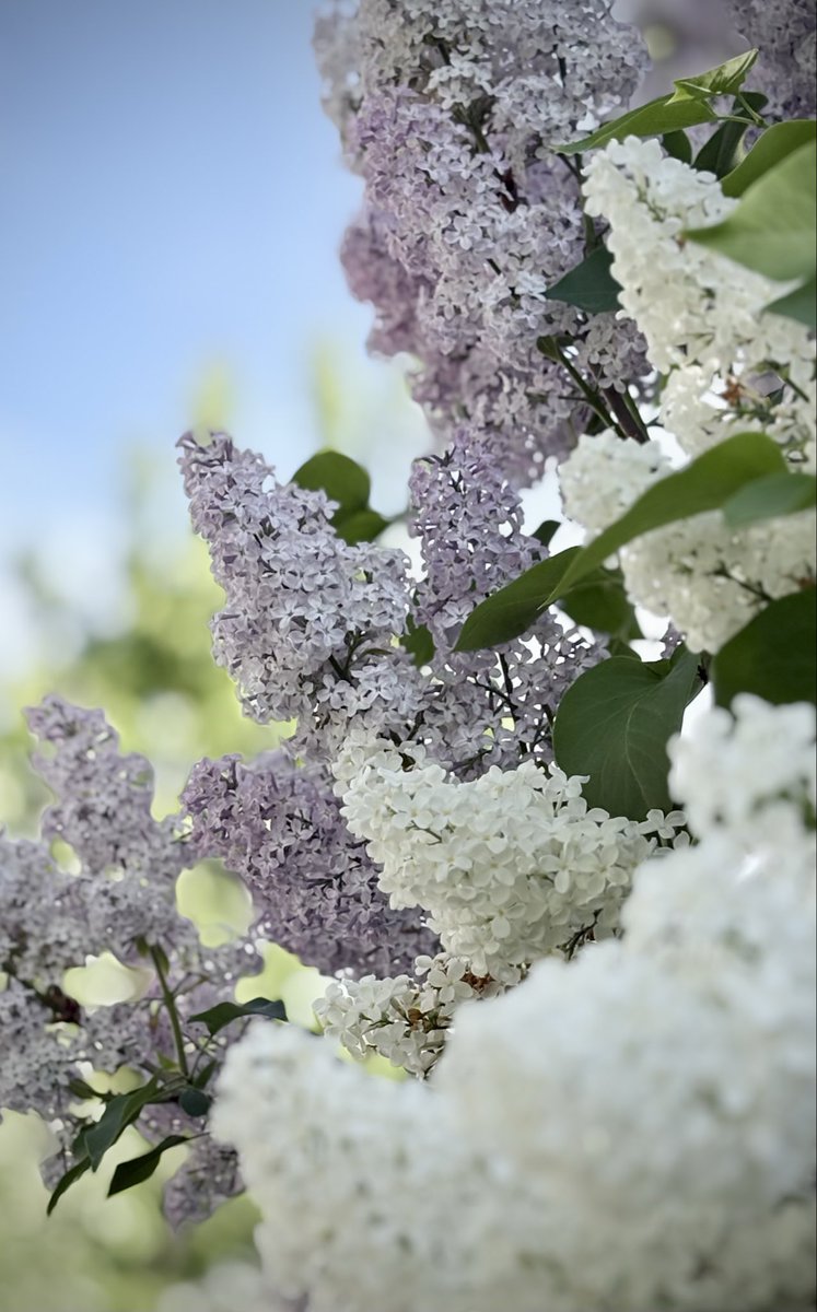 LK43317364's tweet photo. ”There is a quiet peace to be found in the heart of the garden”
Huomenta🤍🍃
#syreeni #lilac #syringa https://t.co/ub1jvCG3qf