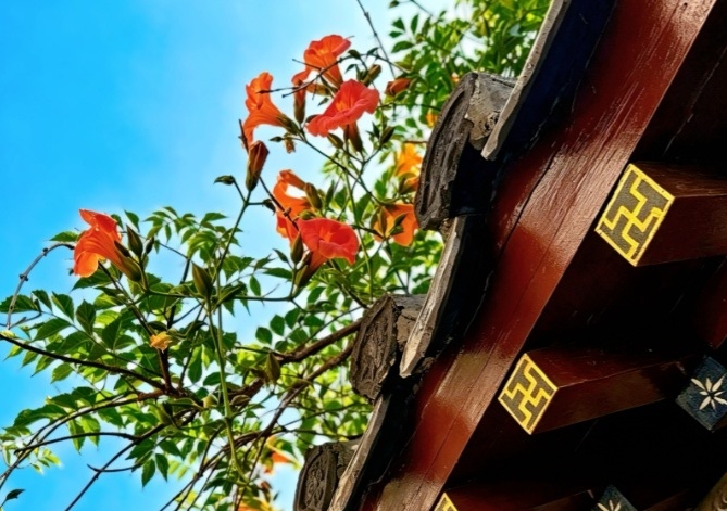 Sun1w1's tweet photo. 百年凌霄如期盛放，苍劲古藤攀附古祠高墙肆意绽放，碧叶团团，风过花摇，暗香浮动，繁花似锦 https://t.co/WP0GZTiU2i