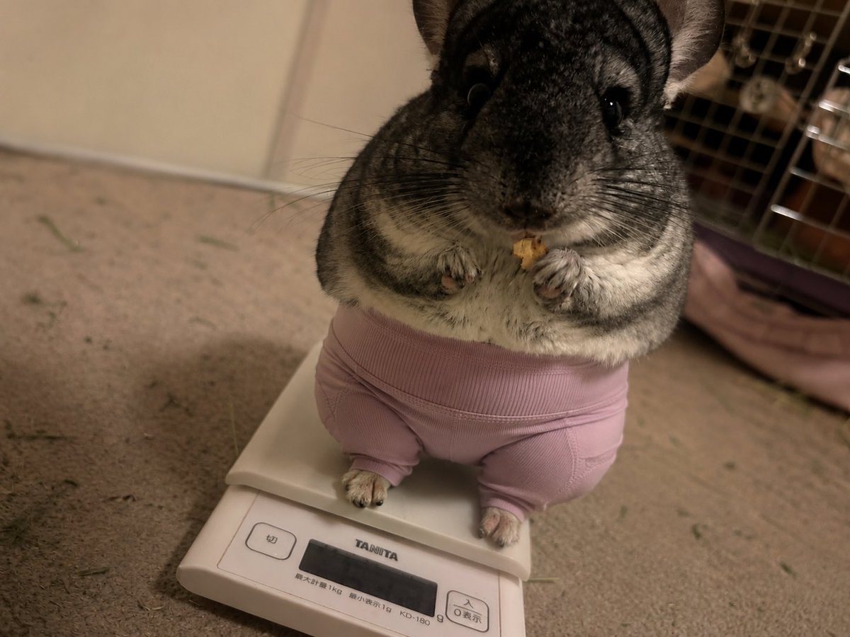 sumochinchilla's tweet photo. 流行ってるから履かせて見たけど、なんかごめんすもも…絶対腹苦しい https://t.co/B0sMsbUxIu