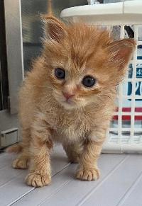 HachinoheCity's tweet photo. 🐱新しい飼い主さんを探しています🐱

1⃣ちゃ(♂️茶トラ)ちょっとビビり
2⃣ひめ1(♀キジトラ)甘えん坊
3⃣ひめ2(♀キジトラ)ご飯も人も大好き

譲渡には、条件や必要な手続きがあります。
必ず市ホームページをご確認ください。
https://t.co/1caDs38xzQ

#保護猫 #里親募集 #八戸市 https://t.co/CJDCNFajvP