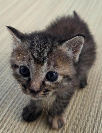 HachinoheCity's tweet photo. 🐱新しい飼い主さんを探しています🐱

1⃣ちゃ(♂️茶トラ)ちょっとビビり
2⃣ひめ1(♀キジトラ)甘えん坊
3⃣ひめ2(♀キジトラ)ご飯も人も大好き

譲渡には、条件や必要な手続きがあります。
必ず市ホームページをご確認ください。
https://t.co/1caDs38xzQ

#保護猫 #里親募集 #八戸市 https://t.co/CJDCNFajvP