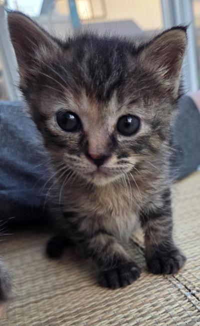 HachinoheCity's tweet photo. 🐱新しい飼い主さんを探しています🐱

1⃣ちゃ(♂️茶トラ)ちょっとビビり
2⃣ひめ1(♀キジトラ)甘えん坊
3⃣ひめ2(♀キジトラ)ご飯も人も大好き

譲渡には、条件や必要な手続きがあります。
必ず市ホームページをご確認ください。
https://t.co/1caDs38xzQ

#保護猫 #里親募集 #八戸市 https://t.co/CJDCNFajvP