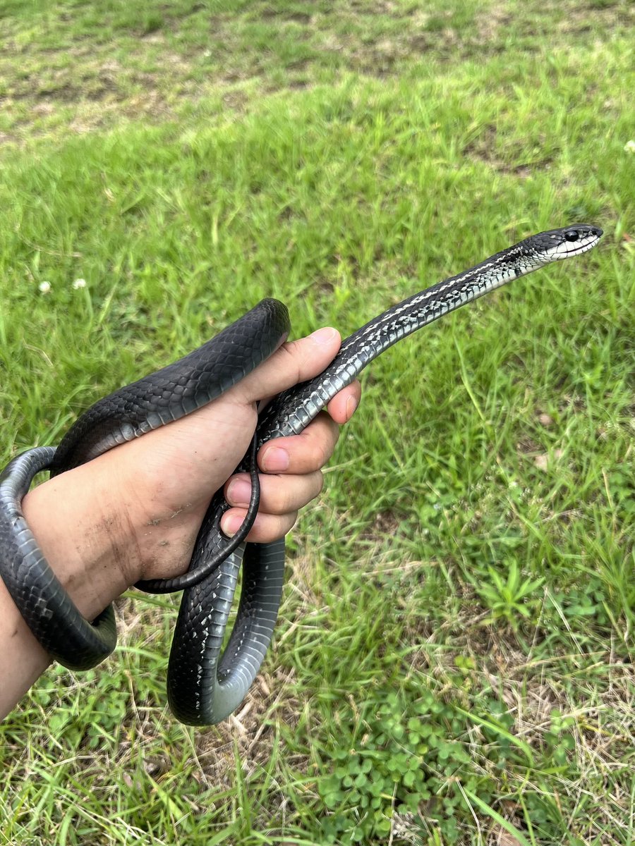 Dorcustaurus's tweet photo. 久々に見たカラスヘビ
ほんのり青く縁どられた白い鱗が美しい
最初黒化ヤマカガシと見分けが着く前に逃げられて、逃げ込んだ先の川岸の穴で同定して穴から引きずり出して捕まえた
フレッシュな抜け殻近くにあったからいるとは思ったんだよな https://t.co/zrlJ6NmDX3