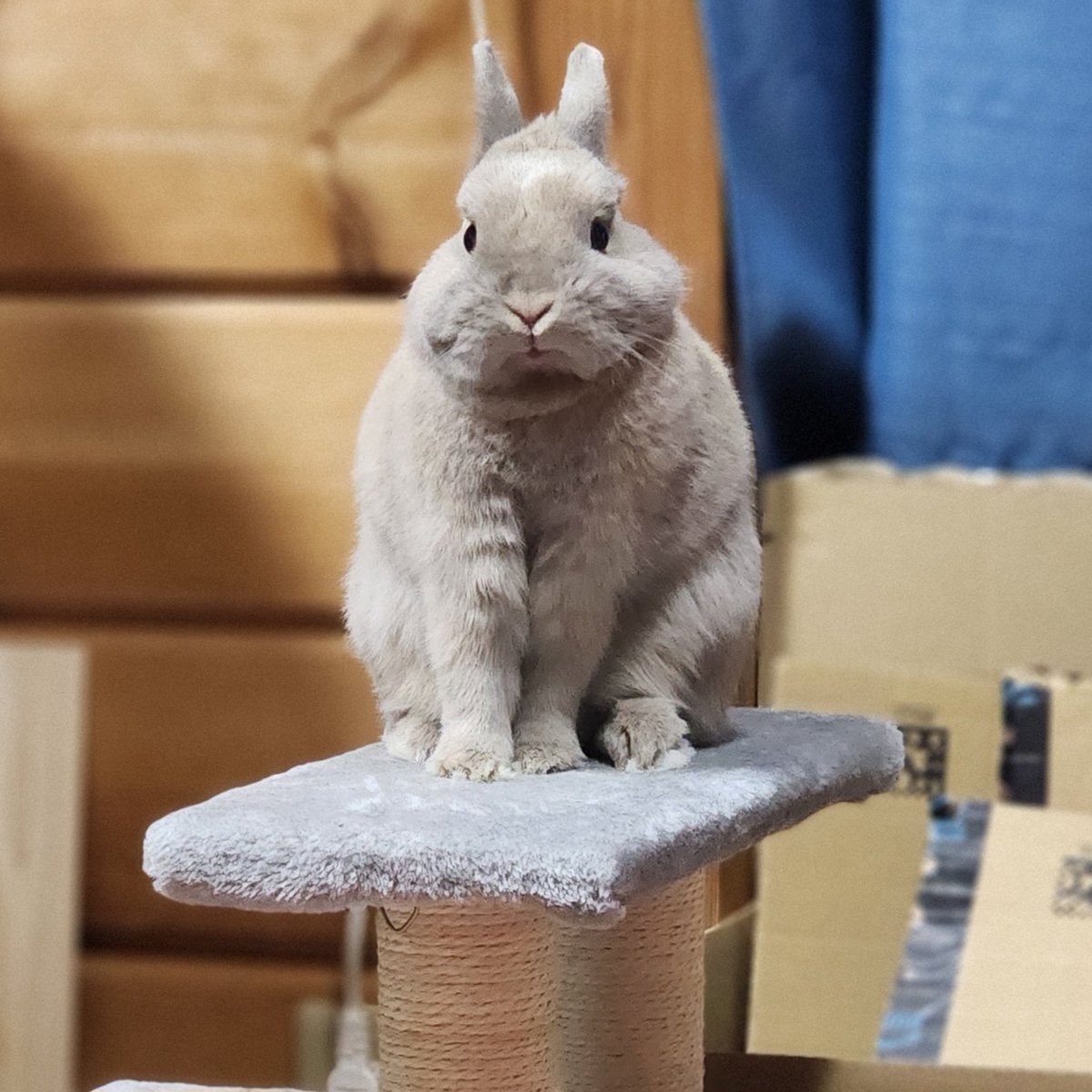 t7tick's tweet photo. 🐰…ﾌ…ほああああっ! https://t.co/vUqBeTZUIn