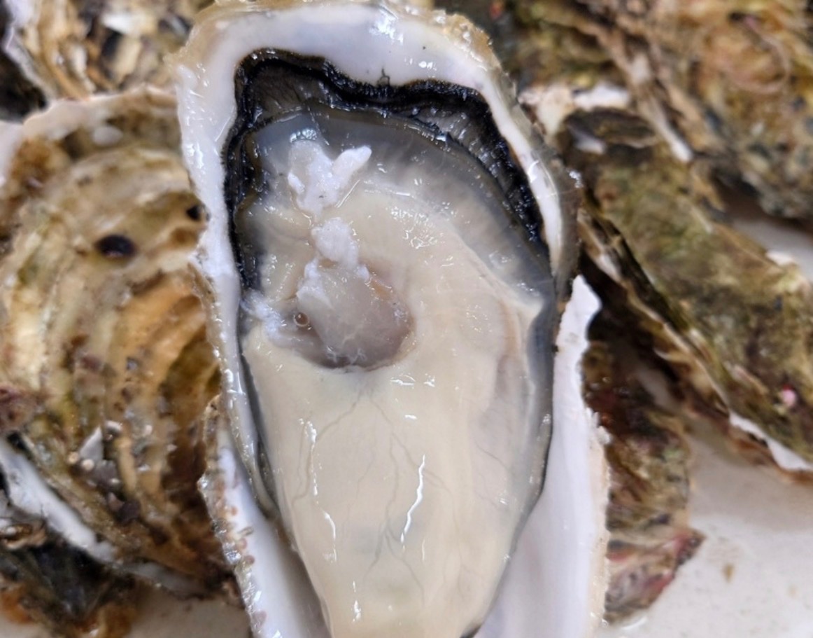 shunsaifujifuji's tweet photo. ハモ、コチ、岩手県産牡蠣、伊勢湾産の青柳…初夏の旬が勢揃い！？

今日は花金(死語😇)ですよ〜
ぜひ美味しいお酒と共に季節を感じに来てくださいね🌿 https://t.co/Gj1z4JZxc9
