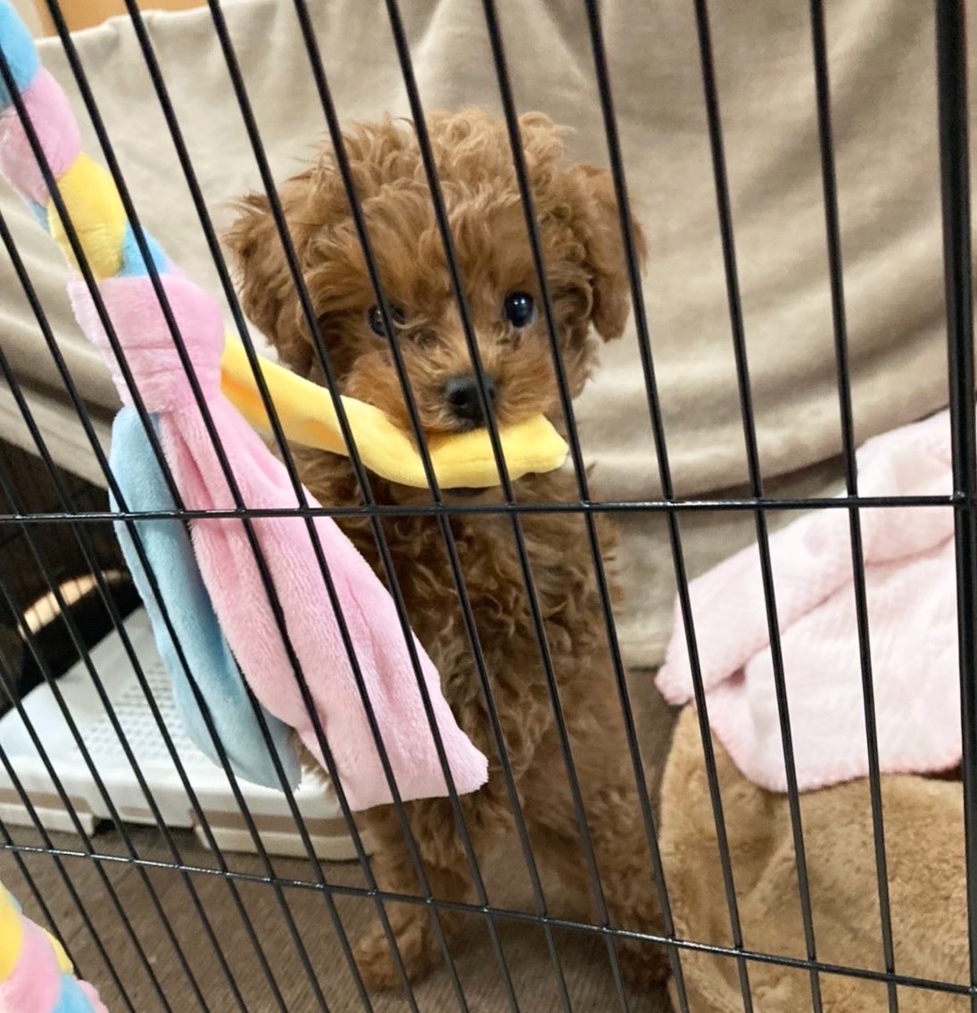 nicomaruno's tweet photo. 赤ちゃんの頃 https://t.co/h4yV3KjYqP