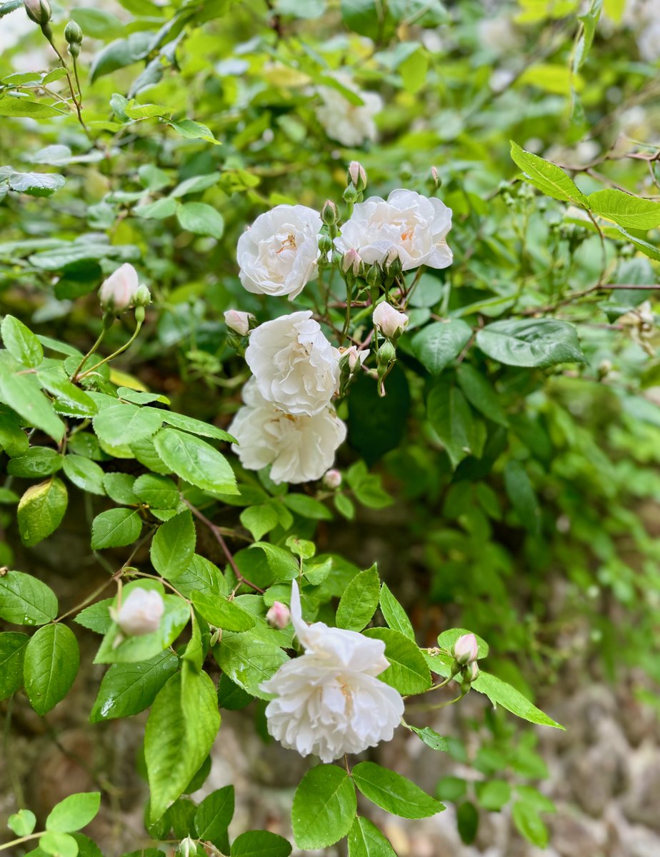 fugitiveink's tweet photo. Here's another rose that I love — R. "Janet B. Wood", a lovely, unfussy rambler from Ayrshire, which was a gift from my wonderful parents-in-law — flourishing quite happily in North Norfolk. https://t.co/WpugXYeaI5
