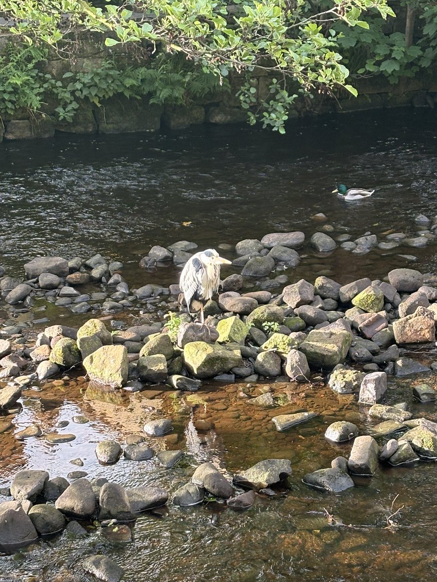 Ofmooseandmen's tweet photo. Good morning.

A Hebden Heron Duck stat to the day.

Time for a brew. https://t.co/qaDEg4vdQ2