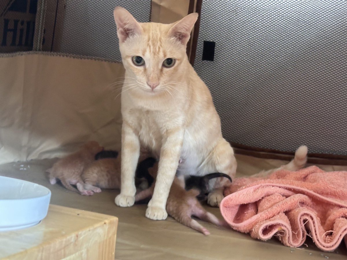 johnjud_cu's tweet photo. นุด ช่วยเอาลูกเราไปเลี้ยงหน่อยจิ น่ารักนะ🥺

((เด็กๆลูกแม่มิ้นย้ายบ้านหลังหย่านมและได้วัคซีนเข็มแรกนะคะ แต่ถ้าสนใจ ทักมาจองตัวก่อนได้ค่ะ🏡💕)) #มิ้น_Johnjud https://t.co/HOVdDW5fha