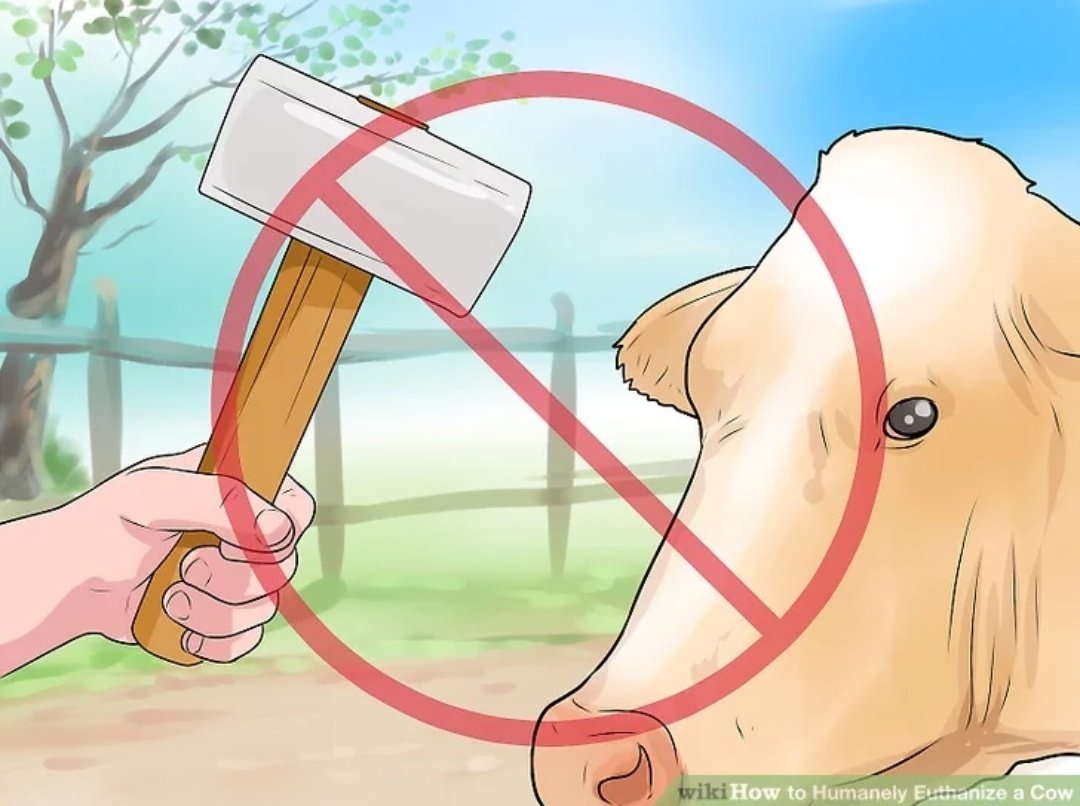 compoast's tweet photo. Livestock Captive Bolt Gun Training Module https://t.co/rb2BmID4AA