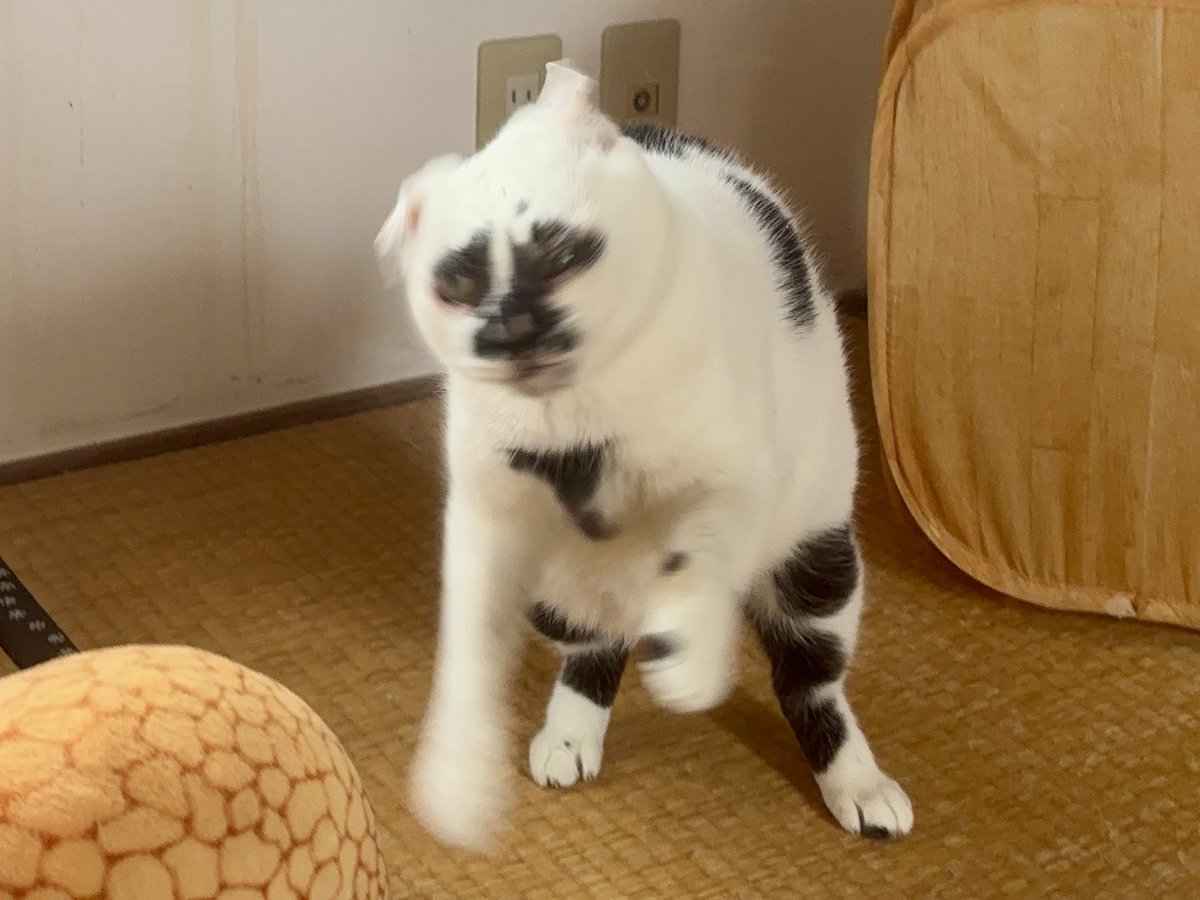 muddycat_atami's tweet photo. ﾊｯｹﾖｲ https://t.co/440MICfdsy