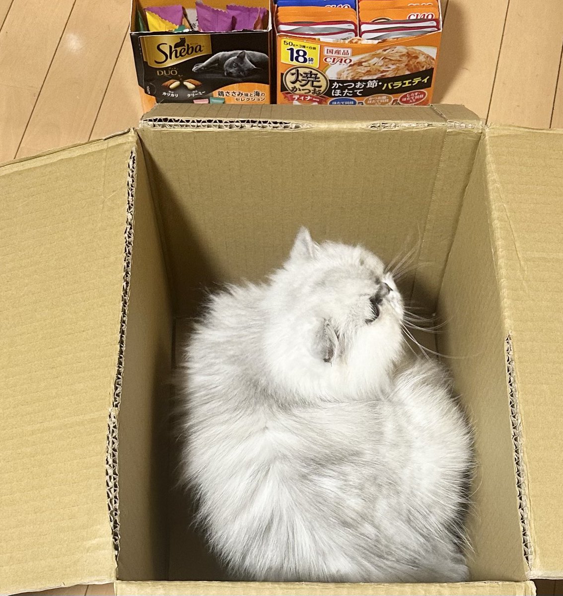 NecessariusZero's tweet photo. おやつ🍪☕️💕どーんとボール買い☝️
絶対もれなく入るよね📦😸 https://t.co/S3iI2zjGv6