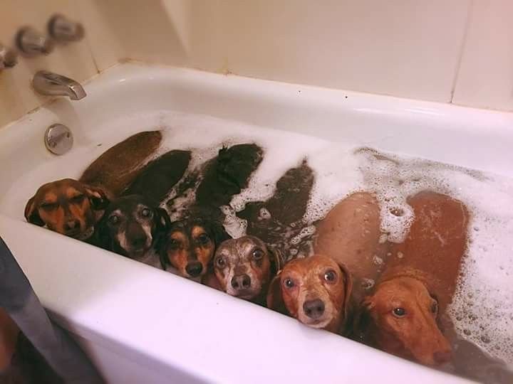 wikigim's tweet photo. Dachshund can do everything! https://t.co/eD2JltioNa