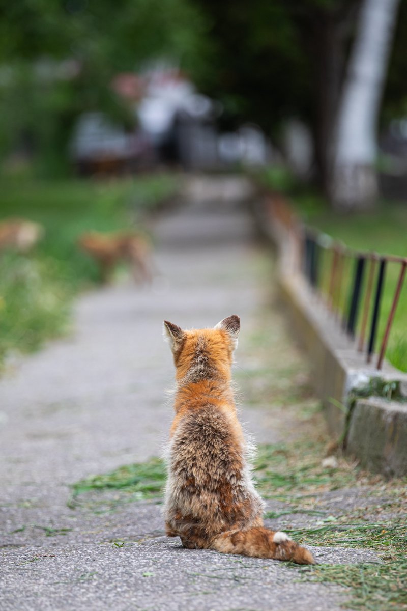 palfy_sumari's tweet photo. いつか撮りたかった、私がこれぞ北きつね牧場！と感じる1コマ📸
モデルさんをしてくれたのはのこちゃん🦊✨

📸 2026/05

#北きつね牧場
#キタキツネ https://t.co/jZCFMpXr8P