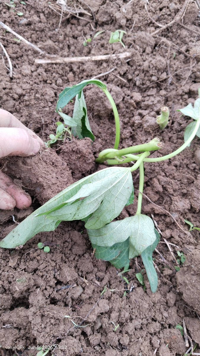 valueOFx_81's tweet photo. Because it's rainy season, it's planting time. https://t.co/RGObdtnF2S