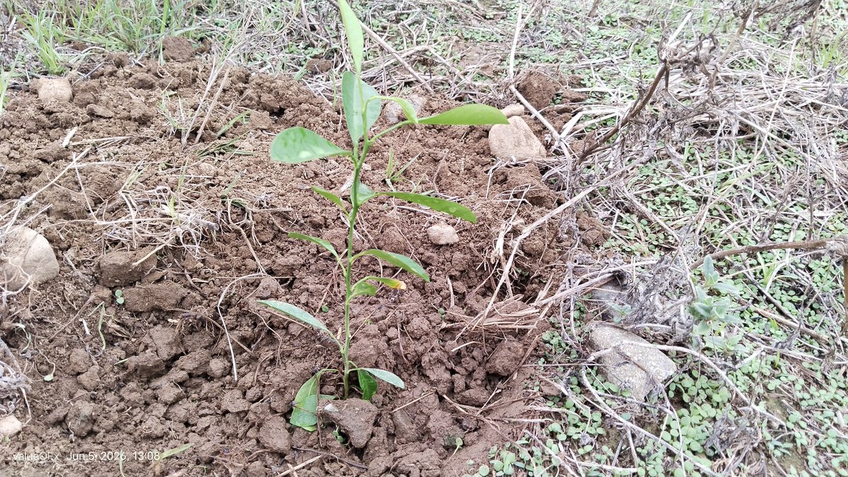 valueOFx_81's tweet photo. Because it's rainy season, it's planting time. https://t.co/RGObdtnF2S