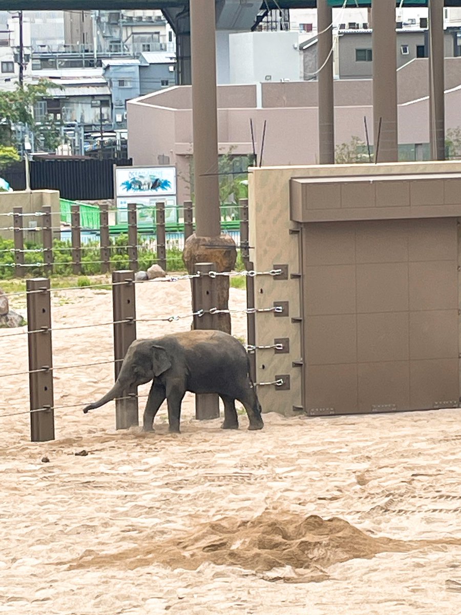 brosataku171's tweet photo. 天王寺動物園ゾウ
またあいにくるよ https://t.co/3hVLXDuy3t