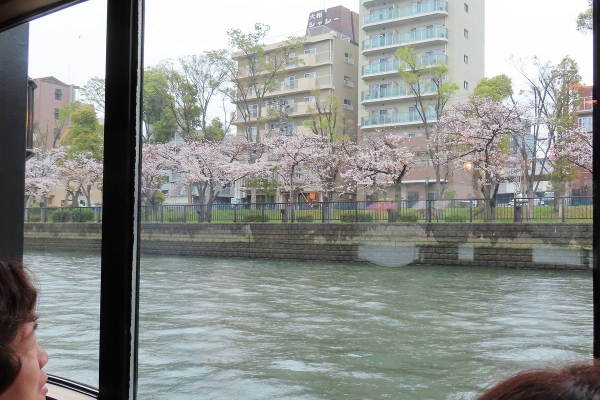 popomk2's tweet photo. 今年の4月1日にミスSAKE日本2024に輝いた歌姫、南侑里さんが北浜の八軒浜発の「ひまわり櫻クルーズ」船上でコンサートを開かれるので　見に行かせて頂きました岸辺の桜も咲き始めており、美しい景色のなかでの演奏を楽しめましたヽ(^。^)ノ3回で投稿
#ミスSAKE日本
#ひまわり櫻クルーズ
#歌姫
#南侑里
#船上コンサート