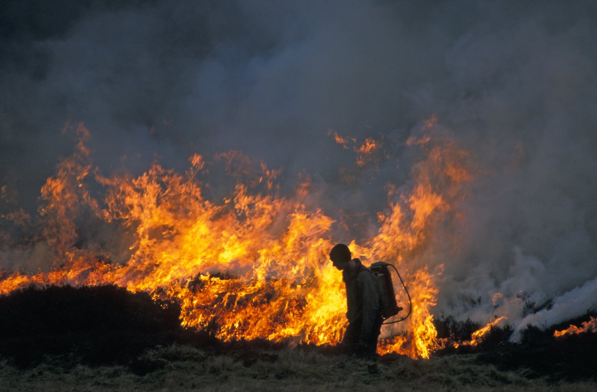 MoorlandAssoc's tweet photo. 🔥 Defra has just told the Court of Appeal that the burning licence system is a real, workable route to burn heather where it's needed.

We're going to find out if that's true.

The Court refused permission to appeal our challenge to the 2025 regulations - but its reasoning hangs on one point: this isn't a ban, because a land manager can still apply for a licence when burning is necessary.

So the whole regulation now stands or falls on whether that licence works on the ground, or only on paper.

That's where members come in. Where an application makes sense, make one - and record everything: how long it takes, what it costs, what's demanded, what comes back. Every delay and refusal is evidence.

The court door has shut. The Parliamentary one is wide open.

Read more - link in replies 👇
