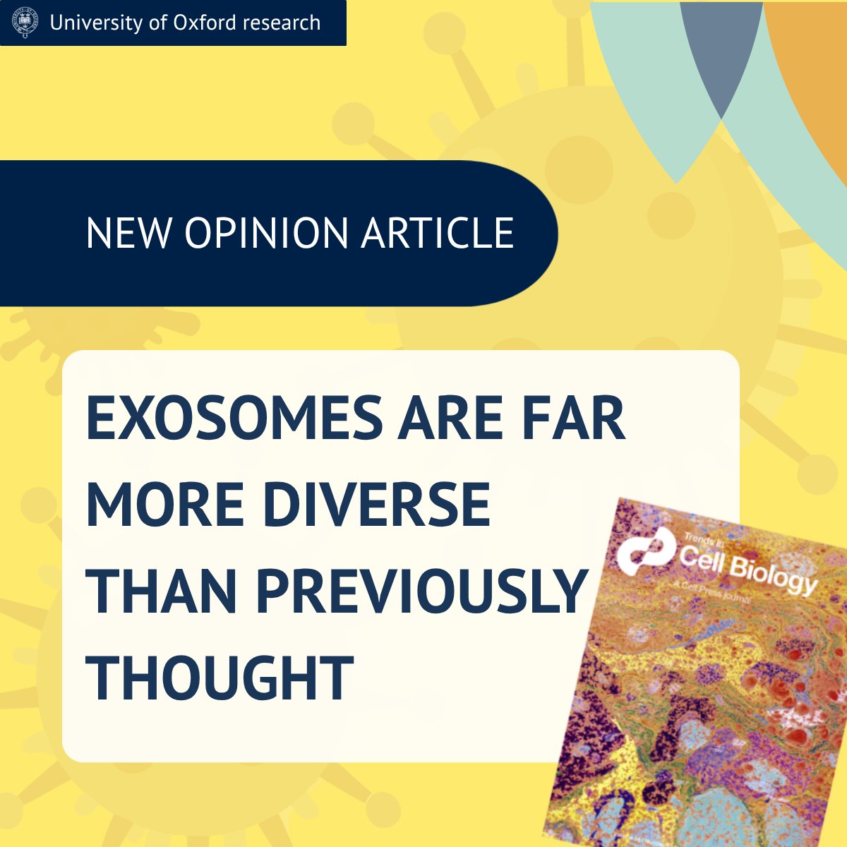 Ox_wrh's tweet photo. Could a better understanding of the origins of exosomes enhance disease diagnosis and treatment?

A new opinion article explores emerging evidence that #exosomes are far more complex than previously understood.

Read more - https://t.co/0mODzN6v9I

@OxfordMedSci @Sciencedirect https://t.co/6A6UEYrfR4