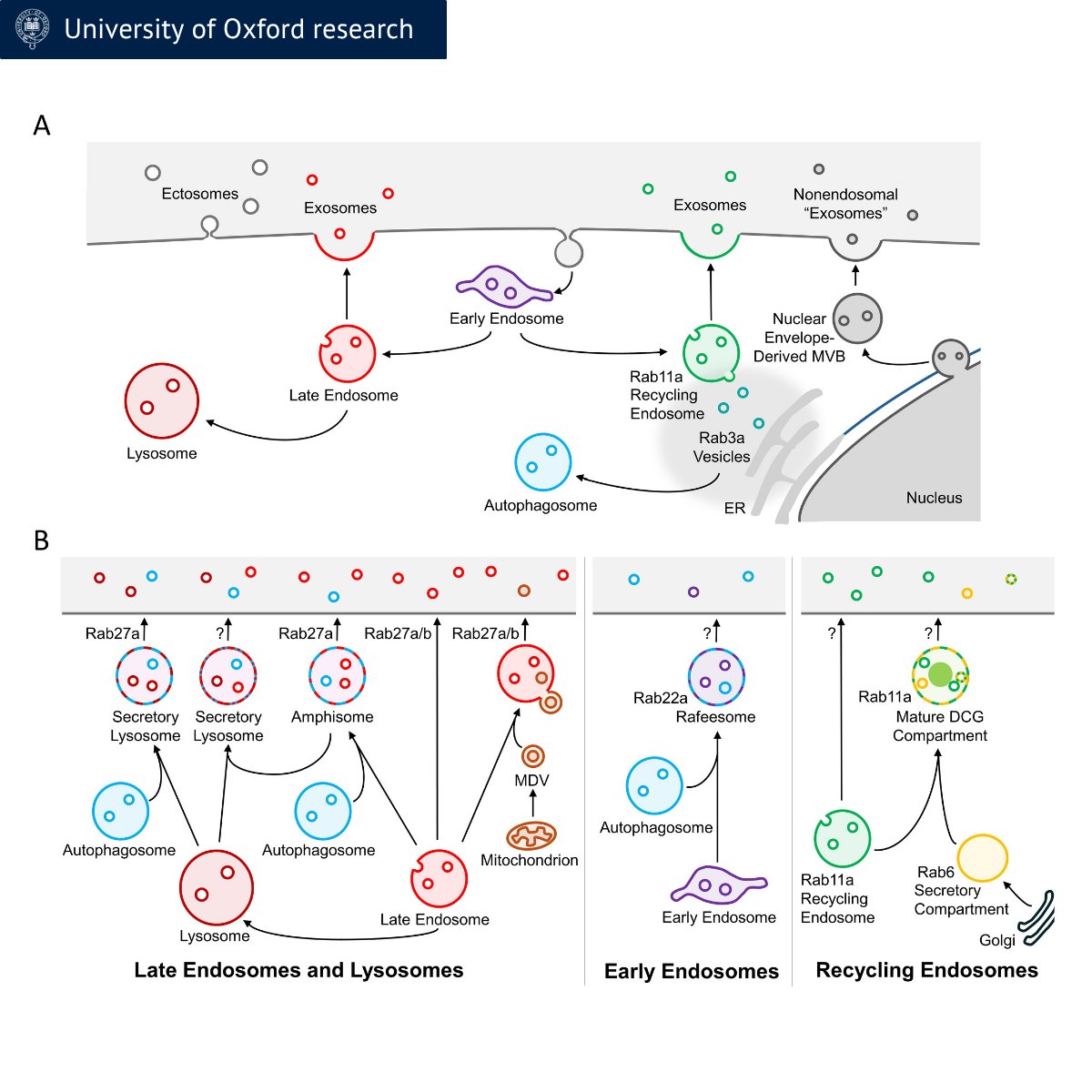 Ox_wrh's tweet photo. Could a better understanding of the origins of exosomes enhance disease diagnosis and treatment?

A new opinion article explores emerging evidence that #exosomes are far more complex than previously understood.

Read more - https://t.co/0mODzN6v9I

@OxfordMedSci @Sciencedirect https://t.co/6A6UEYrfR4