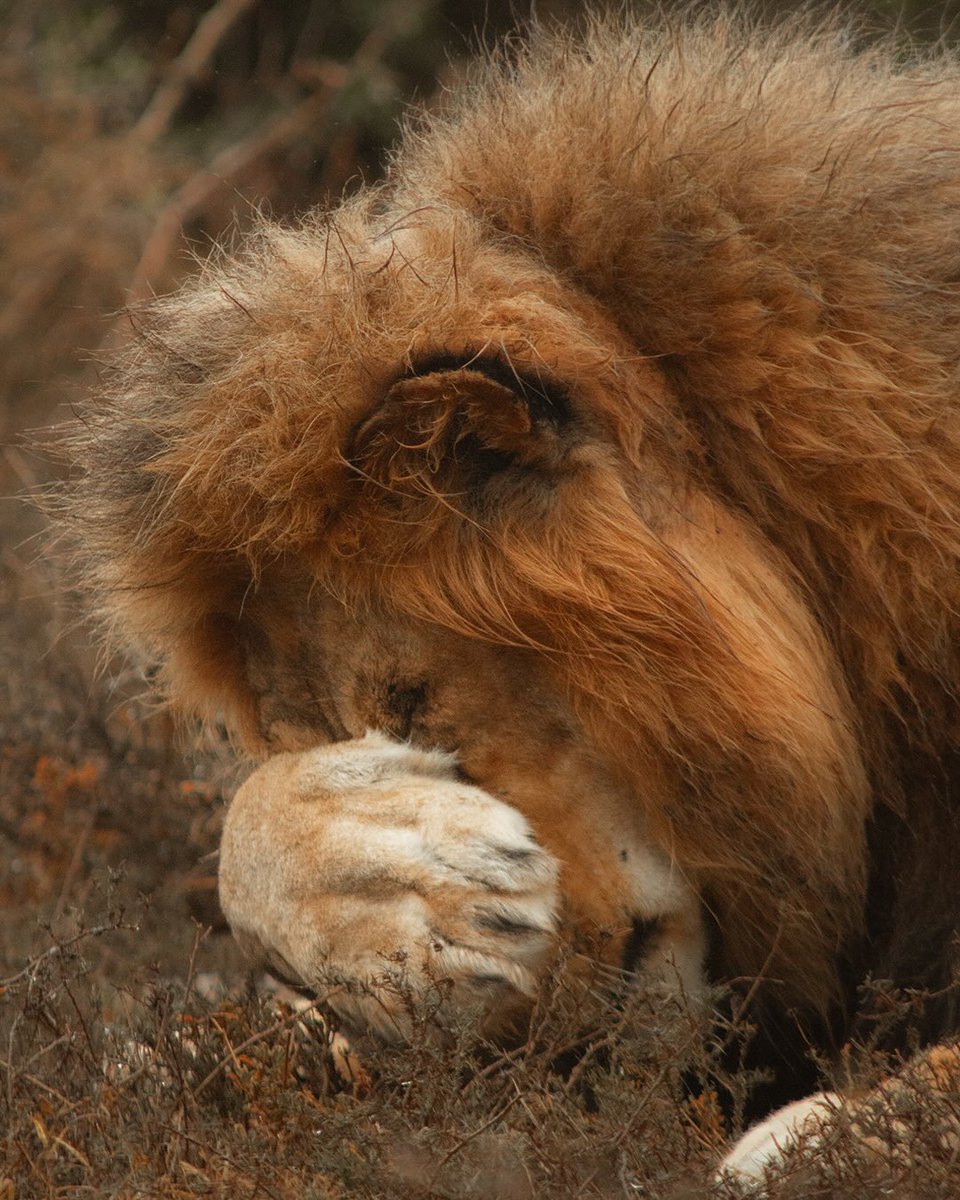 SANParksAENP's tweet photo. When the King of the Jungle is actually just a big sleepy cat. 🦁💤📷Sarah Lage #AddoElephantNationalPark #LiveYourWild #WildBackYard @SANParks https://t.co/ZDzdx8wMWI