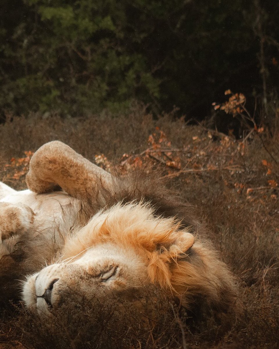 SANParksAENP's tweet photo. When the King of the Jungle is actually just a big sleepy cat. 🦁💤📷Sarah Lage #AddoElephantNationalPark #LiveYourWild #WildBackYard @SANParks https://t.co/ZDzdx8wMWI