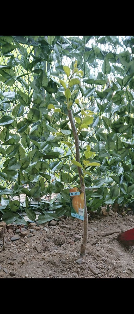 CAROL_S1000GT's tweet photo. 7年前の6/5に父上が植えた柿の苗木。まだ開花しそうにない。
柿やし、やっぱり来年かな？ https://t.co/K08ghDkgp1