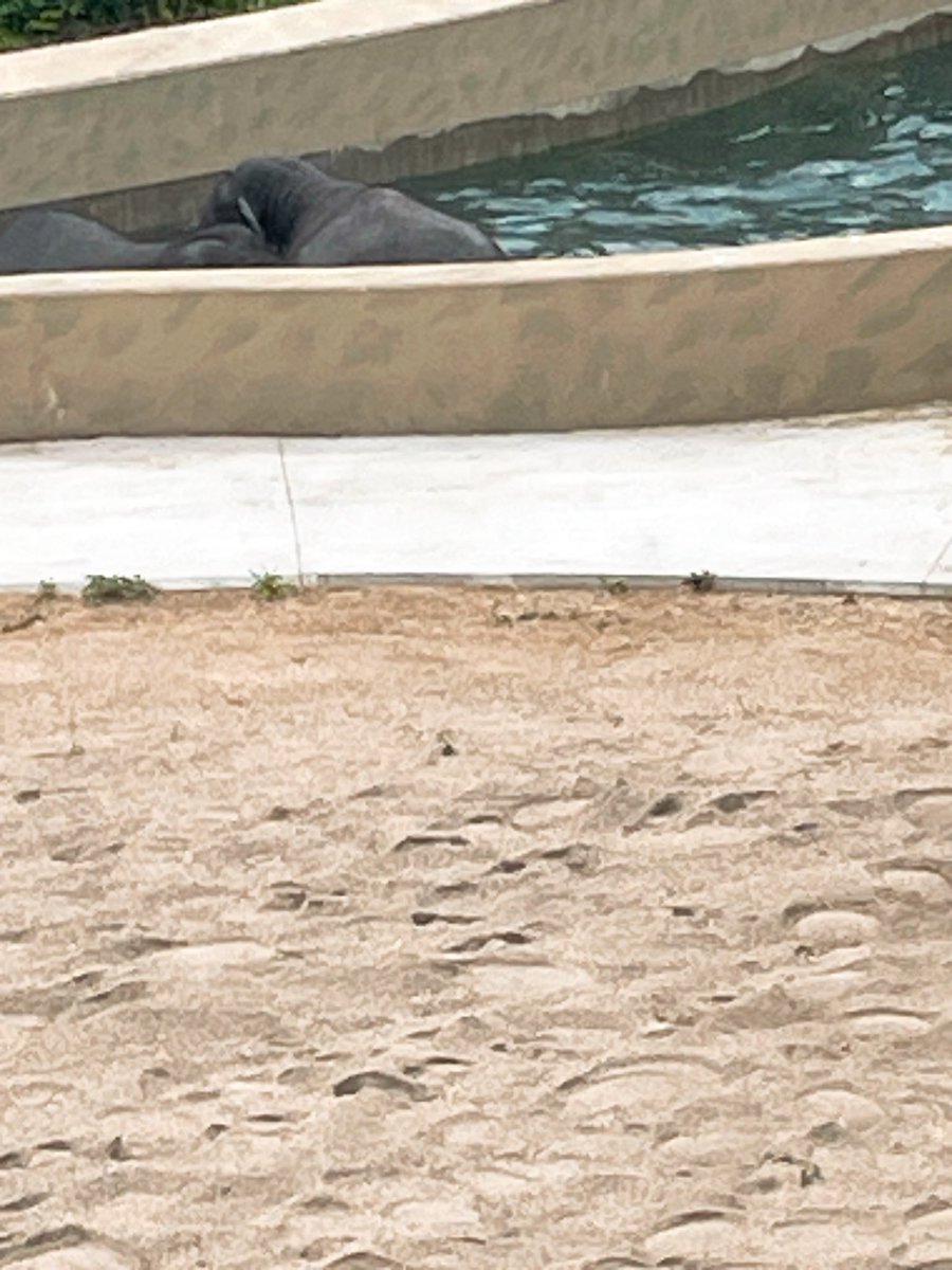 brosataku171's tweet photo. 天王寺動物園ゾウ
水浴び中 https://t.co/UEIs7vCpLT