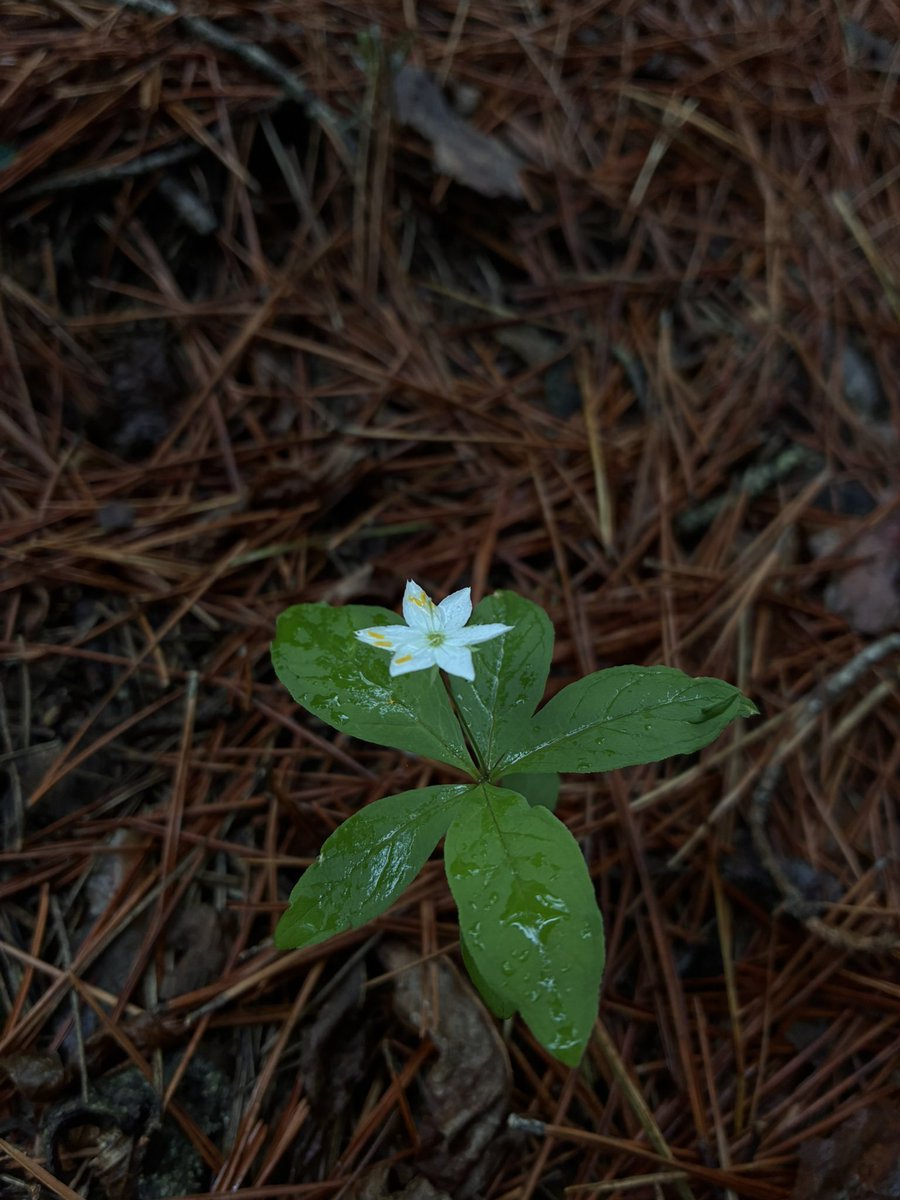 bloomspn's tweet photo. Name this flower https://t.co/tFlQBX1jSB
