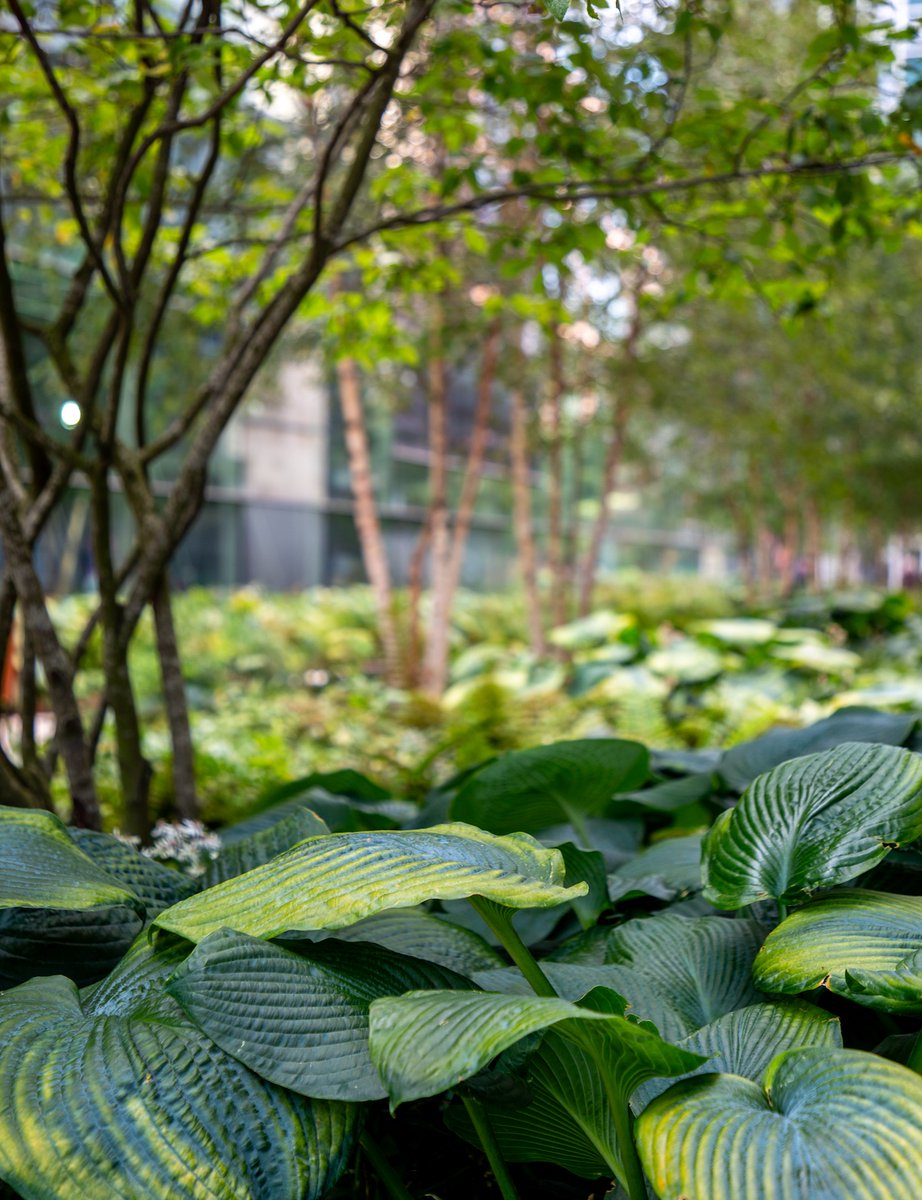 QSLandscaping's tweet photo. This #WorldEnvironmentDay we're calling for a #naturalrevolution. Glyphosate is still legally used across our landscapes, found to cause multiple cancer in humans. Q&amp;S are proud to be 100% chemical-free from #day1. Choose Nature.
#ChemicalFree #Glyphosate #Biodiversity https://t.co/sDAduibkKv