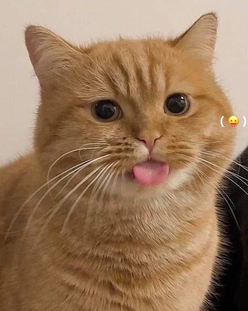 CHATCHATTT_'s tweet photo. แมวดื้อ ៸៸>⩊<៸៸ https://t.co/eUiabMwFD1