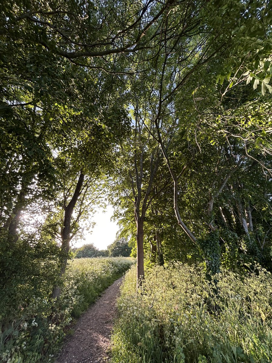 walks_camera's tweet photo. Path to the weekend 🌳 #trees #woodland #treeclub https://t.co/Qc4hwfTrfs