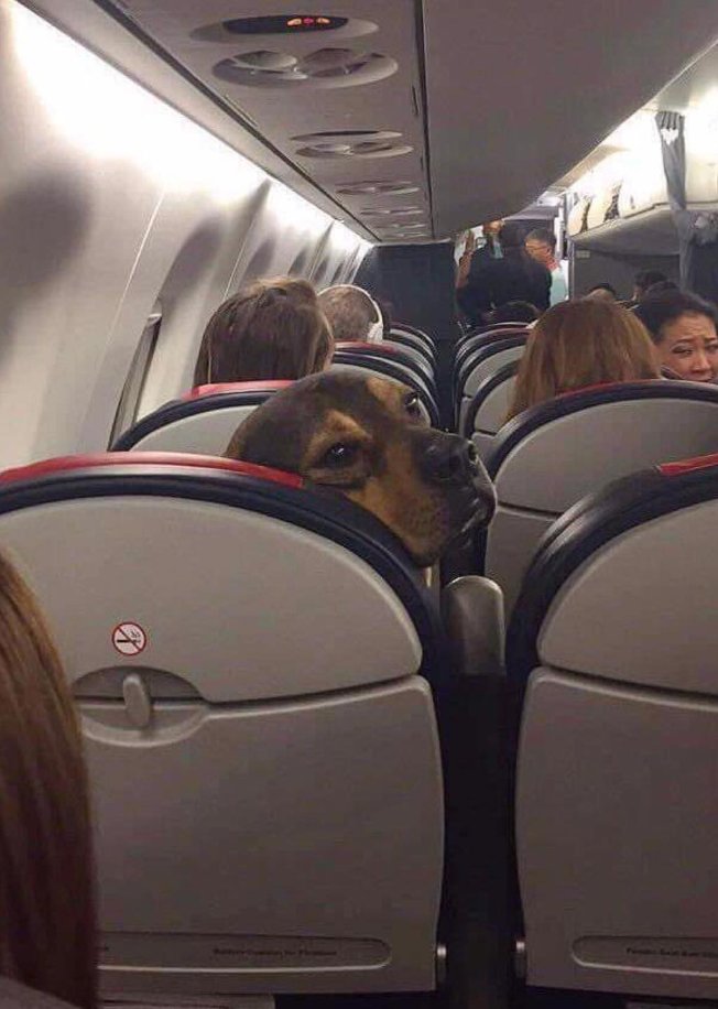 Feel Good Animals 🐾 tweet media