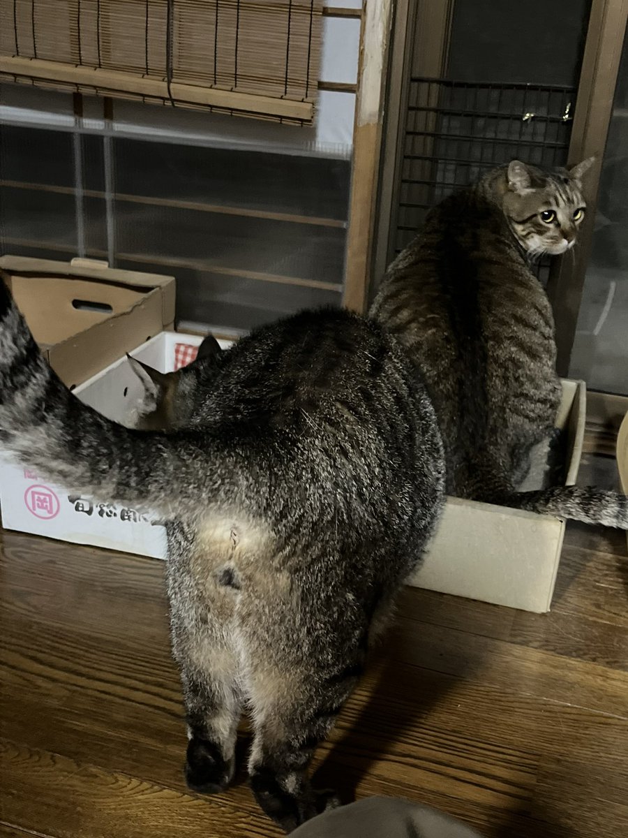 hl428bbb's tweet photo. ちょっと猫の尻でもでも見てってよ https://t.co/ewwl0C1GTE