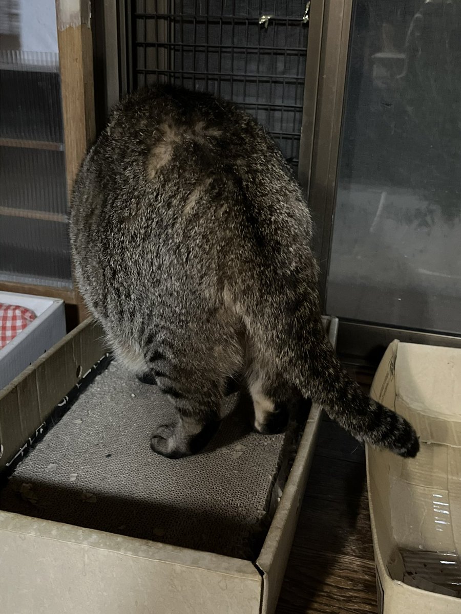 hl428bbb's tweet photo. ちょっと猫の尻でもでも見てってよ https://t.co/ewwl0C1GTE
