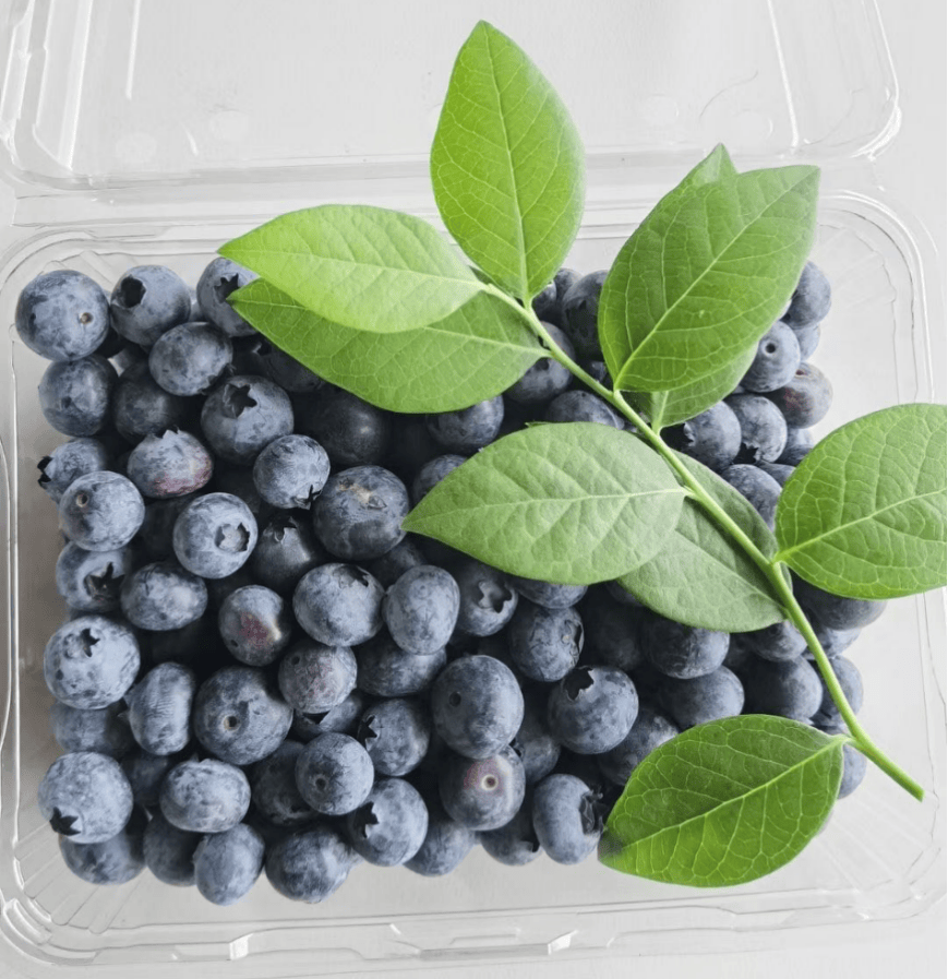 Hograft's tweet photo. Just tried fresh wild blueberries —bursting with sun-ripened sweetness, zero bitter aftertaste, plump and juicy. Perfect for yogurt or snacking! Highly recommend! https://t.co/tvNoLFxJmh