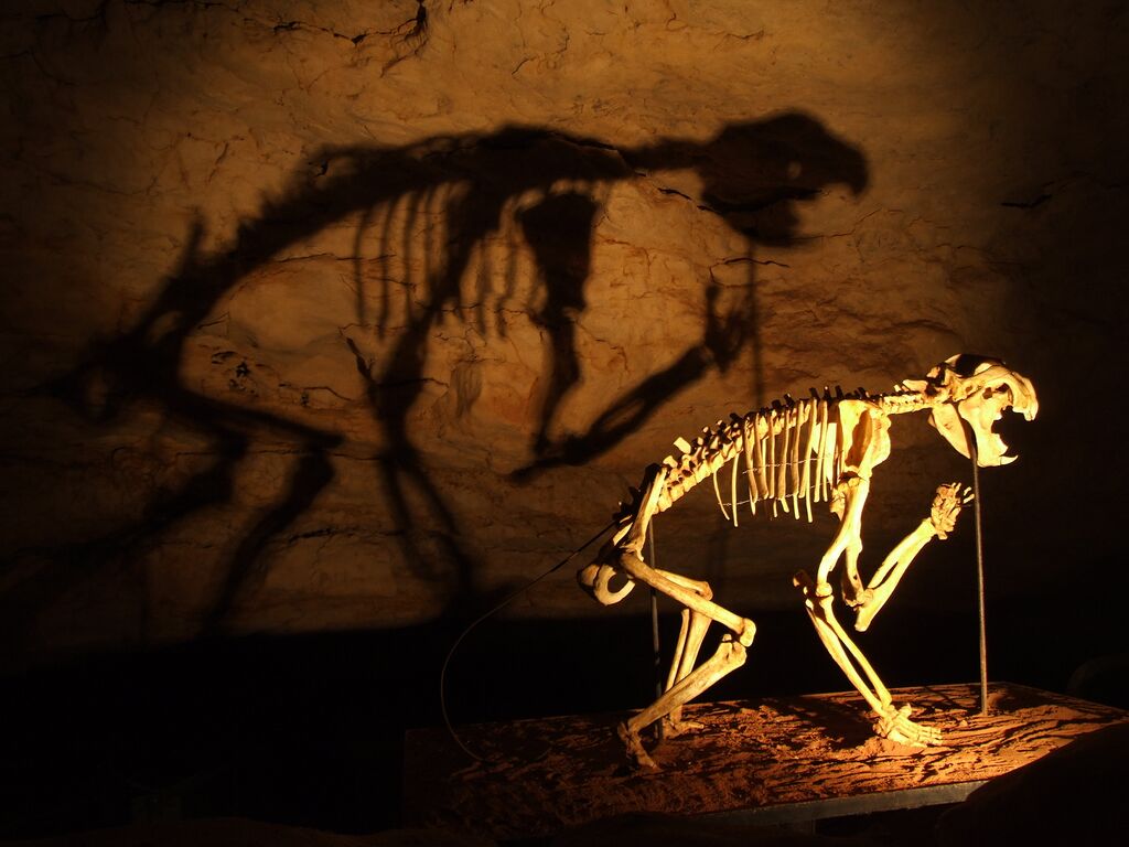 Encyclopedia_X's tweet photo. 🦁 Australia's "marsupial lion" wasn't a lion at all.
Thylacoleo carnifex: 160kg of ambush predator with the strongest bite of any mammal – living or extinct.
And yes, it could climb trees.
📖 https://t.co/pZMAn0vkg3
#ExtinctAnimals #Megafauna #Australia https://t.co/DnpyBy0sU7
