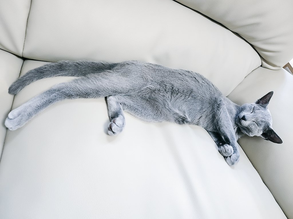 __ituka__'s tweet photo. 足ながー
#猫のいる幸せ #猫のいる暮らし
#ねこかわいいね https://t.co/cHt83euEkU