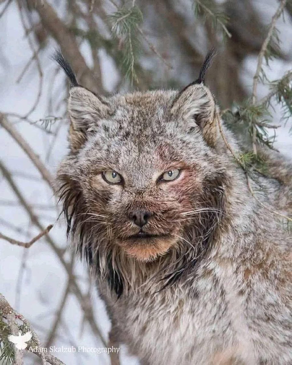 fredi999's tweet photo. pic of the day... bon dia, good day... 😲😅🥰 https://t.co/5i9Sf3WWo0