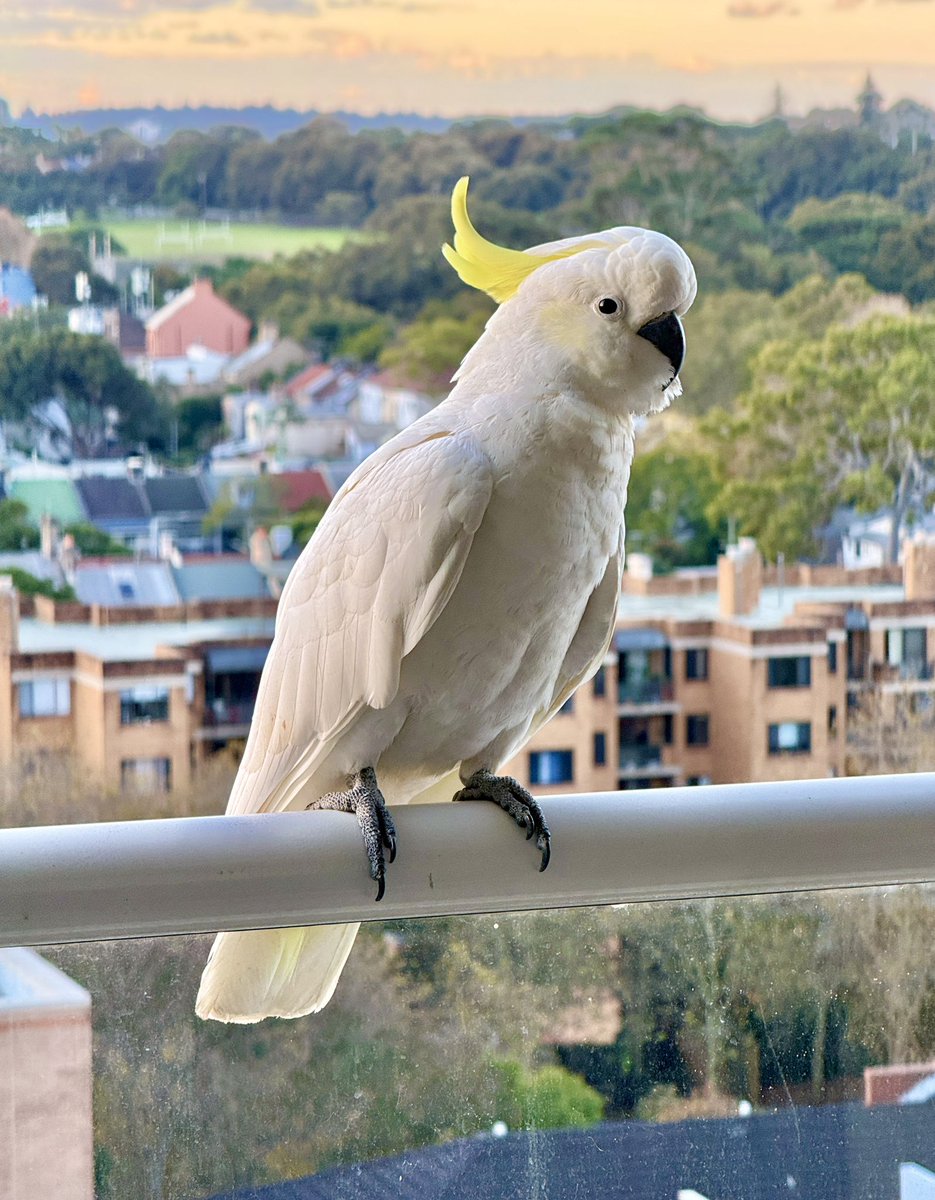 williamBrougham's tweet photo. One of this afternoon’s visitors 🌈

#birds #cockatoo #sulphurcrestedcockatoo #birdsofsydney #sydney https://t.co/T9721LoDey