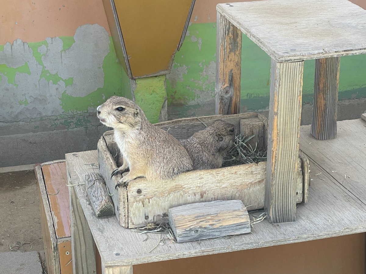 avachara's tweet photo. 猛暑になる前に、園児くらいの子連れ家族におすすめ！

ぶらねた淡路島：親子で一日遊べる イングランドの丘 https://t.co/39MzVsTf7R https://t.co/pm1gJ4x0N9